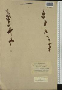 Hypericum elodes L., Западная Европа (EUR) (Франция)