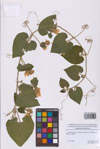 Тладианта сомнительная Bunge, Восточная Европа, Московская область и Москва (E4a) (Россия)