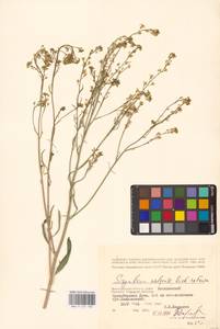 Гулявник волжский M.Bieb. ex E.Fourn., Восточная Европа (без точных пунктов) (E0)