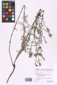 Василек песчаный M. Bieb. ex Willd., Восточная Европа, Центральный лесостепной район (E6) (Россия)