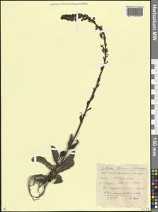 Вероника горечавковая Vahl, Кавказ, Ставропольский край, Карачаево-Черкесия, Кабардино-Балкария (K1b) (Россия)