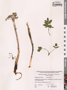 Магадания ольская (Gorovoj & N.S.Pavlova) Pimenov & Lavrova, Сибирь, Чукотка и Камчатка (S7) (Россия)