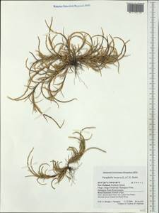 Парафолис согнутый (L.) C.E.Hubb., Австралия и Океания (AUSTR) (Новая Зеландия)