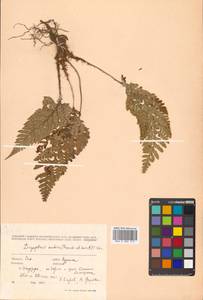 Arachniodes mutica (Franch. & Sav.) Ohwi, Сибирь, Дальний Восток (S6) (Россия)