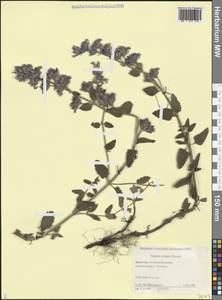 Котовник васильковый Steven, Кавказ, Дагестан (K2) (Россия)