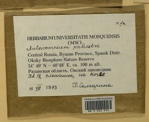 Aulacomnium palustre (Hedw.) Schwägr., Гербарий мохообразных, Мхи - Центральное Нечерноземье (B6) (Россия)
