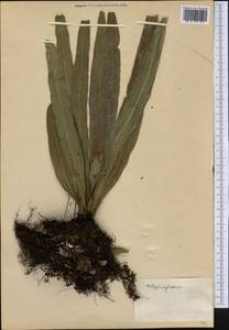 Elaphoglossum, Америка (AMER) (Куба)