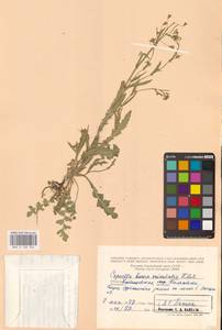 Пастушья сумка восточная Klokov, Восточная Европа, Средневолжский район (E8) (Россия)