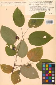 Актинидия многодомная (Siebold & Zucc.) Maxim., Сибирь, Дальний Восток (S6) (Россия)