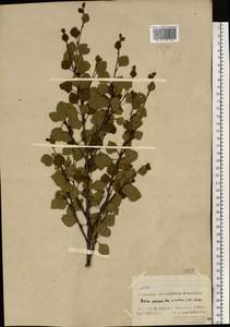 Береза пушистая Ehrh., Восточная Европа, Северный район (E1) (Россия)