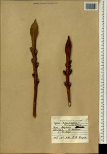 Cycas circinalis L., Африка (AFR) (Сенегал)