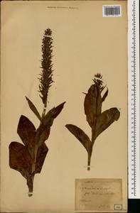 Galearis camtschatica (Cham.) X.H.Jin, Schuit. & W.T.Jin, Зарубежная Азия (ASIA) (Япония)