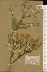 Klasea erucifolia (L.) Greuter & Wagenitz, Восточная Европа, Ростовская область (E12a) (Россия)