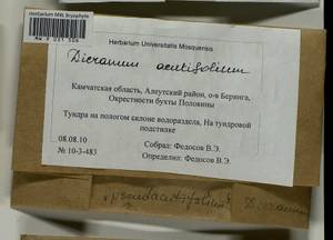 Dicranum acutifolium (Lindb. & Arnell) C.E.O. Jensen, Гербарий мохообразных, Мхи - Чукотка и Камчатка (B21) (Россия)