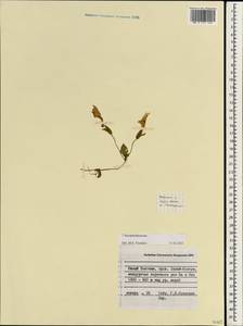 Scrophulariaceae, Зарубежная Азия (ASIA) (Вьетнам)
