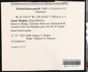 Flexitrichum gracile (Mitt.) Ignatov & Fedosov, Гербарий мохообразных, Мхи - Дальний Восток (без Чукотки и Камчатки) (B20) (Россия)