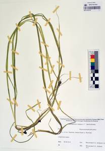 MAG 0003740, Ежеголовник плавающий L., Сибирь, Якутия (S5) (Россия)