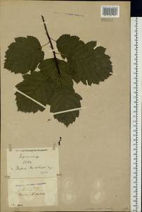 Aria edulis (Willd.) M. Roem., Восточная Европа, Северо-Украинский район (E11) (Украина)