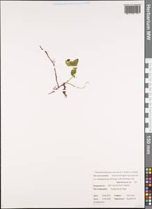 Дерен шведский L., Сибирь, Чукотка и Камчатка (S7) (Россия)