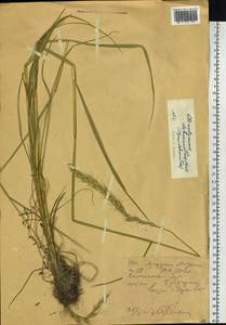 Campeiostachys dahurica (Turcz. ex Griseb.) B.R.Baum, J.L.Yang & C.Yen, Сибирь, Западный (Казахстанский) Алтай (S2a) (Казахстан)