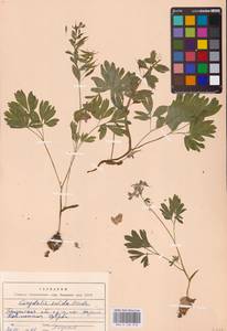 Хохлатка плотная (L.) Clairv., Восточная Европа, Средневолжский район (E8) (Россия)