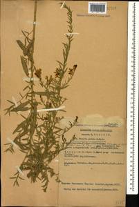 Genista tinctoria subsp. tinctoria, Кавказ, Грузия (K4) (Грузия)