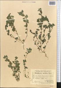 Постенница сербская (Pancic) P. W. Ball, Средняя Азия и Казахстан, Джунгарский Алатау и Тарбагатай (M5) (Казахстан)