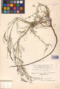 Астрагал изменчивый S.G.Gmel., Восточная Европа, Южно-Украинский район (E12) (Украина)