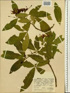Capparaceae, Африка (AFR) (Эфиопия)