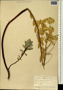 Euphorbia kotschyana Fenzl, Зарубежная Азия (ASIA) (Турция)