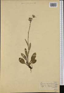 Пепельник оранжевый (Hoppe ex Willd.) Griseb. & Schenk, Западная Европа (EUR) (Швейцария)
