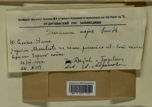 Dicranum majus Turner, Гербарий мохообразных, Мхи - Дальний Восток (без Чукотки и Камчатки) (B20) (Россия)