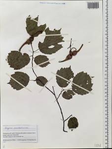 Орешник маньчжурский, Лещина маньчжурская (Maxim.) C.K.Schneid., Сибирь, Дальний Восток (S6) (Россия)