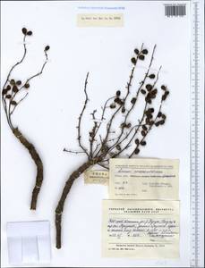 Lannea coromandelica (Houtt.) Merr., Зарубежная Азия (ASIA) (КНР)