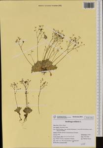 Micranthes stellaris subsp. stellaris, Западная Европа (EUR) (Италия)