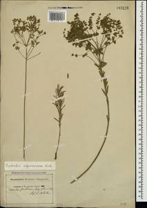 Молочай Сегье Neck., Крым (KRYM) (Россия)