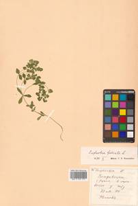 Молочай серповидный L., Сибирь, Дальний Восток (S6) (Россия)