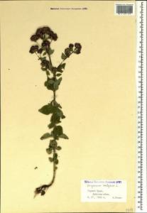 Душица обыкновенная L., Крым (KRYM) (Россия)