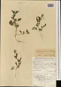 Марь белая L., Монголия (MONG) (Монголия)