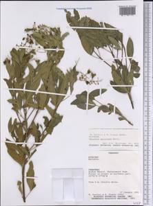 Helietta apiculata Benth., Америка (AMER) (Парагвай)