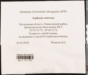 Lophozia ventricosa (Dicks.) Dumort., Гербарий мохообразных, Мхи - Москва и Московская область (B6a) (Россия)