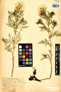 Горицвет сибирский Patrin ex Ledeb., Сибирь, Прибайкалье и Забайкалье (S4) (Россия)