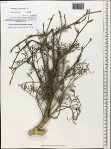 Жабрица извилистая L., Кавказ, Азербайджан (K6) (Азербайджан)