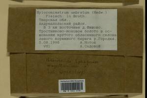 Hylocomiastrum umbratum (Hedw.) M. Fleisch. ex Broth., Гербарий мохообразных, Мхи - Центральное Нечерноземье (B6) (Россия)