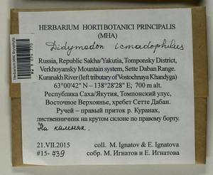 Didymodon icmadophilus (Schimp. ex Müll. Hal.) K. Saito, Гербарий мохообразных, Мхи - Якутия (B19) (Россия)