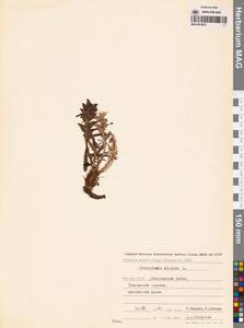 Мытник волосистый L., Сибирь, Якутия (S5) (Россия)