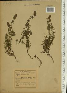 Thymus pannonicus All., Восточная Европа, Северный район (E1) (Россия)
