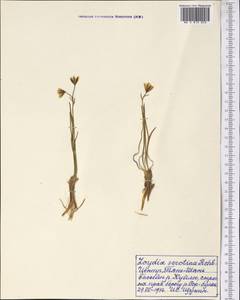 Гусиный лук поздний (L.) Ker Gawl., Средняя Азия и Казахстан, Северный и Центральный Тянь-Шань (M4) (Киргизия)