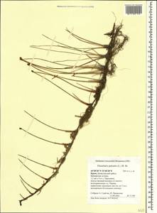 Болотница болотная, Болотница обыкновенная (L.) Roem. & Schult., Крым (KRYM) (Россия)