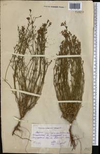 Cynanchica pyrenaica subsp. cynanchica (L.) P.Caputo & Del Guacchio, Средняя Азия и Казахстан, Северный и Центральный Казахстан (M10) (Казахстан)